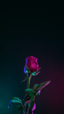 Fonds d’écran Roses