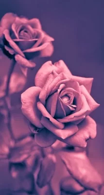 Fonds d’écran Roses