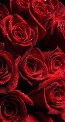 Fonds d’écran Roses