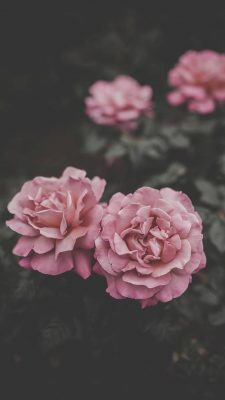 Fonds d’écran Roses