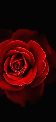Fonds d’écran Roses