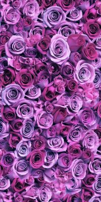 Fonds d’écran Roses