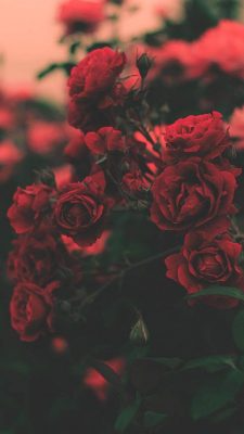 Fonds d’écran Roses