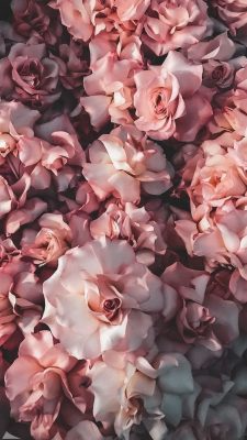 Fonds d’écran Roses