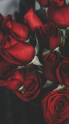 Fonds d’écran Roses