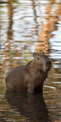 Fonds d’écran Capybaras