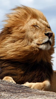Fonds d’écran Lions