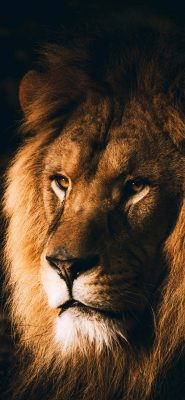Fonds d’écran Lions