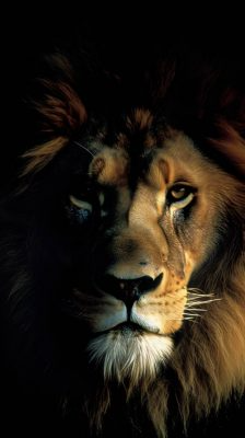 Fonds d’écran Lions