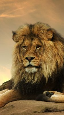 Fonds d’écran Lions