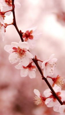 Fonds d’écran Sakura