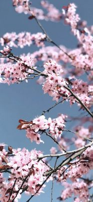Fonds d’écran Sakura