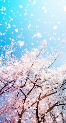 Fonds d’écran Sakura