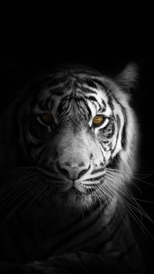 Fonds d’écran Tigres