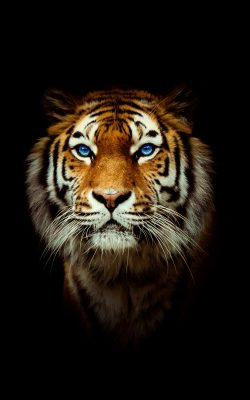 Fonds d’écran Tigres