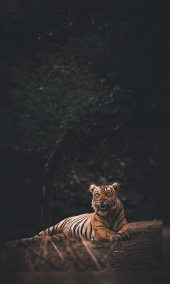 Fonds d’écran Tigres