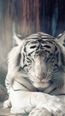 Fonds d’écran Tigres