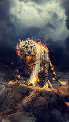 Fonds d’écran Tigres