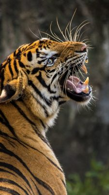 Fonds d’écran Tigres