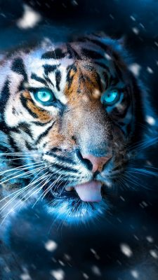 Fonds d’écran Tigres