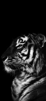 Fonds d’écran Tigres
