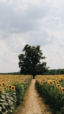 Fonds d’écran Tournesols