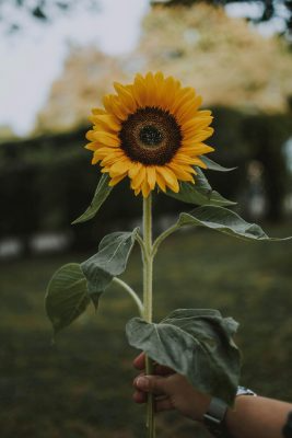 Fonds d’écran Tournesols