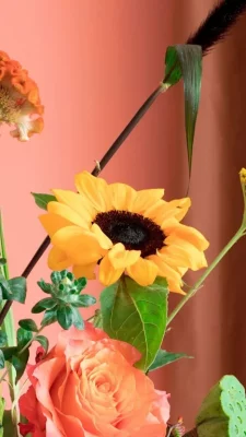 Fonds d’écran Tournesols