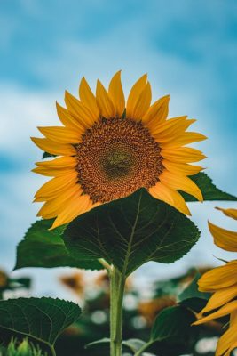 Fonds d’écran Tournesols