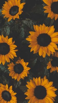 Fonds d’écran Tournesols