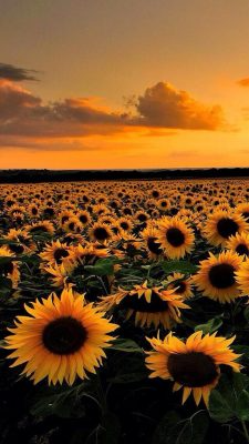 Fonds d’écran Tournesols