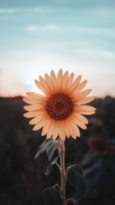 Fonds d’écran Tournesols
