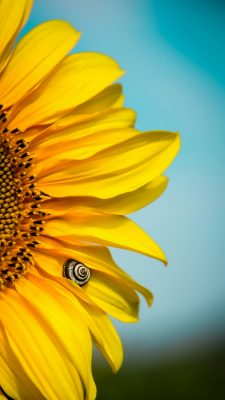 Fonds d’écran Tournesols