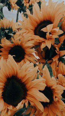 Fonds d’écran Tournesols