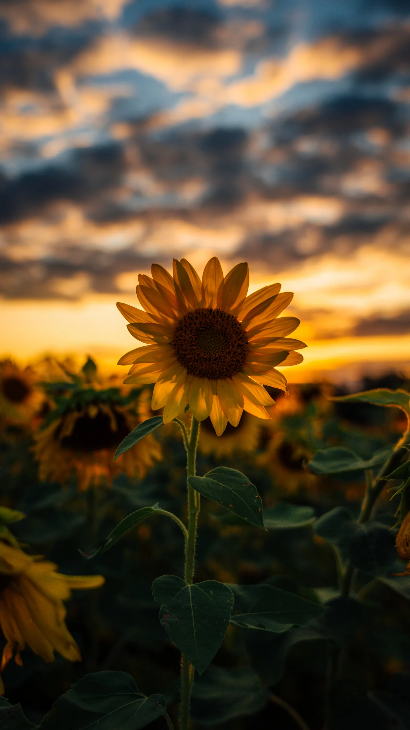 Fonds d’écran Tournesols