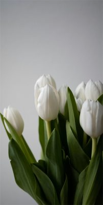Fonds d’écran Tulipes
