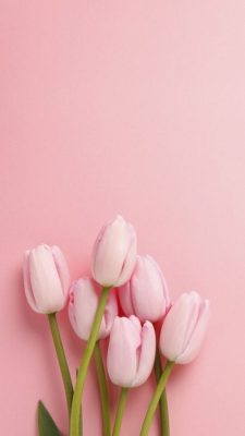 Fonds d’écran Tulipes