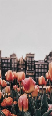 Fonds d’écran Tulipes