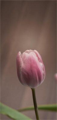 Fonds d’écran Tulipes