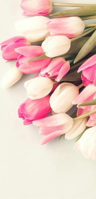 Fonds d’écran Tulipes