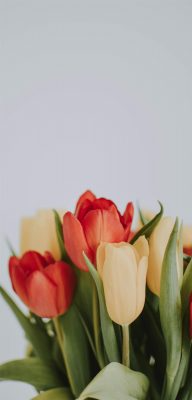 Fonds d’écran Tulipes