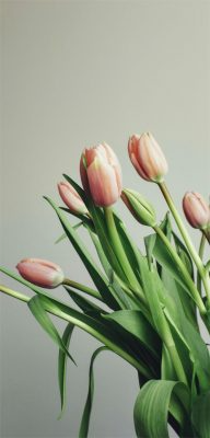 Fonds d’écran Tulipes