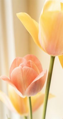 Fonds d’écran Tulipes